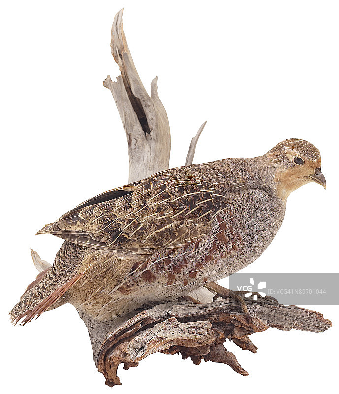 素材编号23601991图片素材