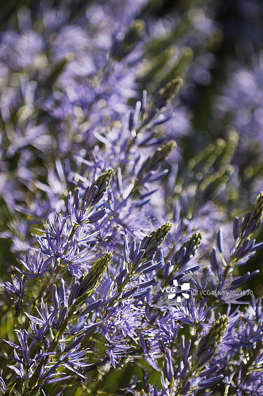 盛开的薰衣草蓝花图片素材