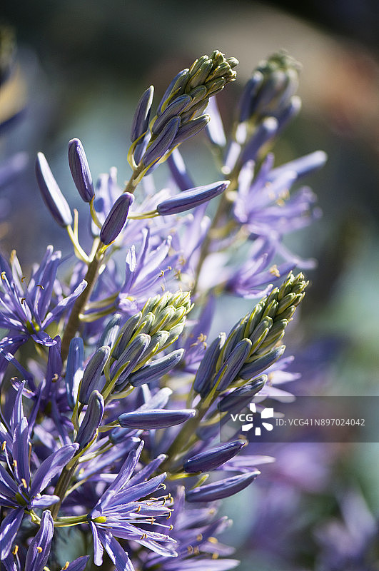 盛开的薰衣草蓝花图片素材
