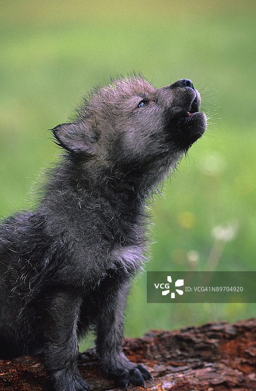小狼嚎叫的肖像图片素材