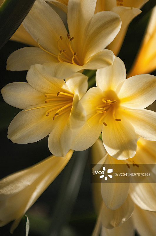 黄色君子兰花图片素材