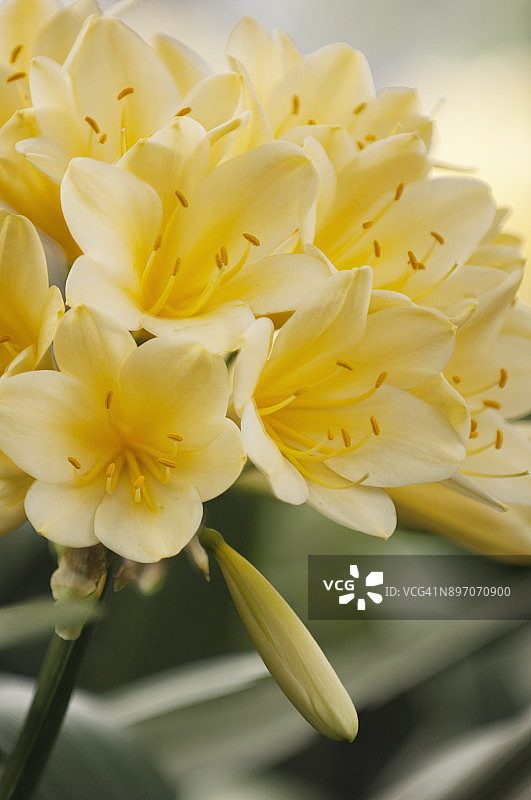 黄色君子兰花图片素材