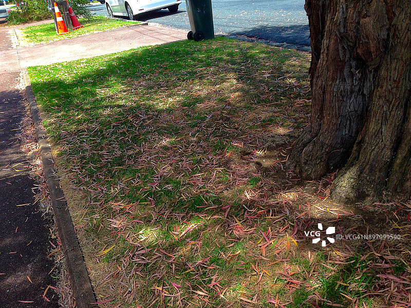 奥克兰中心区安静的住宅区街道图片素材