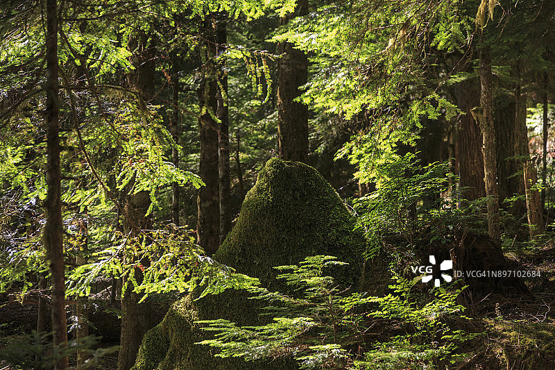 森林中覆盖苔藓的岩石图片素材