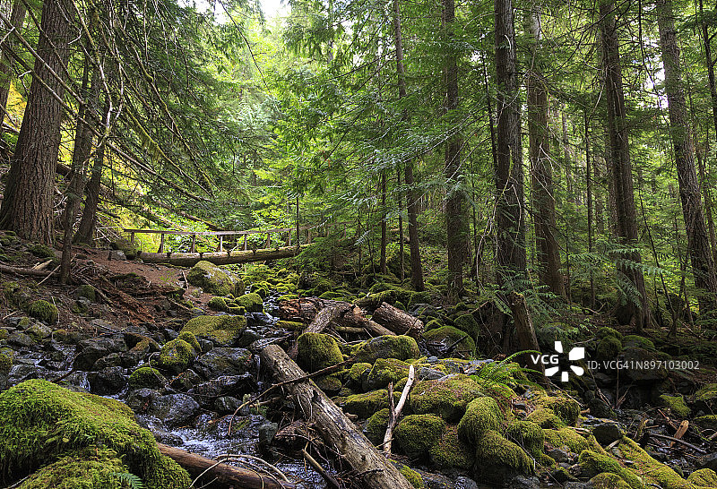 温哥华岛上的斯特拉斯科纳省立公园图片素材