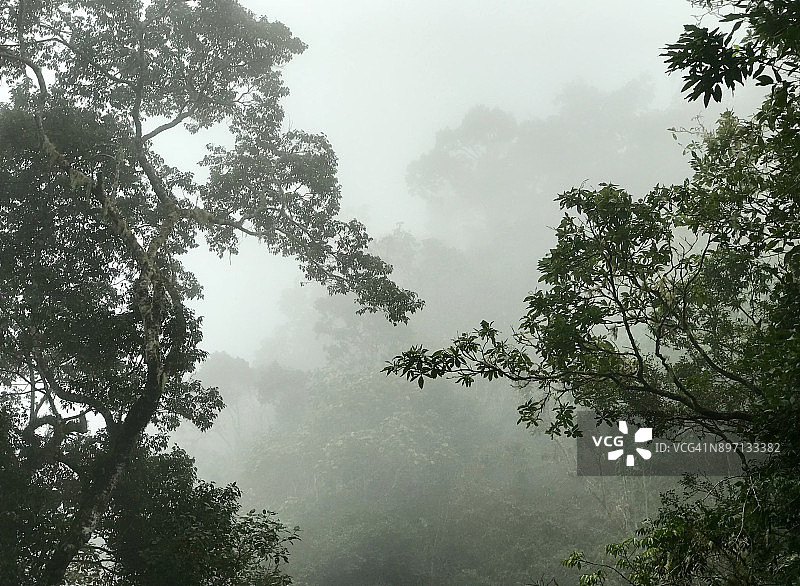 牙买加蓝山迷雾森林图片素材