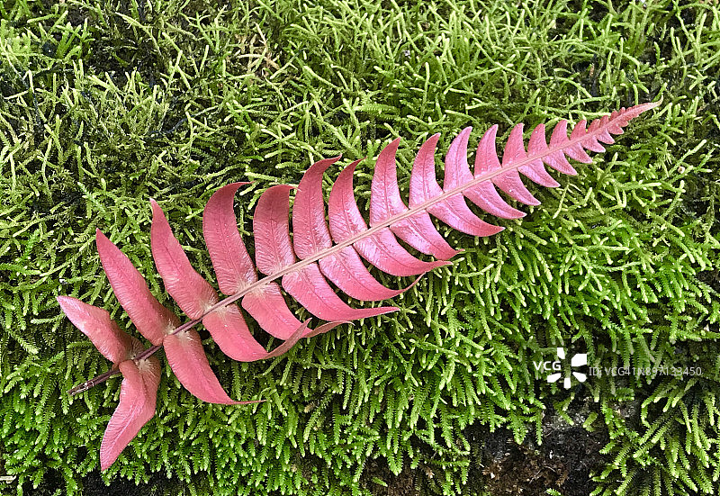 牙买加蓝山中的红色蕨类植物叶图片素材