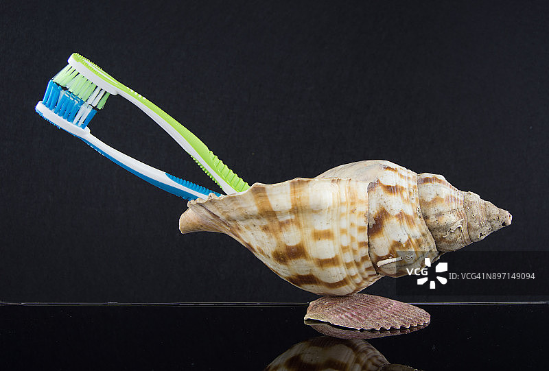 海螺和心中两个彩色软毛牙刷图片素材