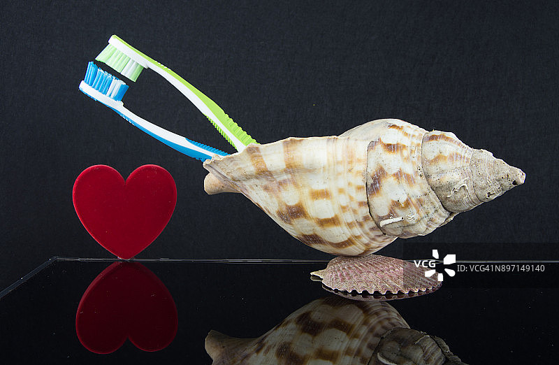 海螺和心中两个彩色软毛牙刷图片素材