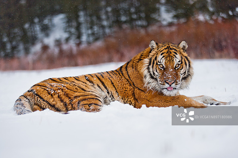 阿穆尔虎雪地吐舌图片素材