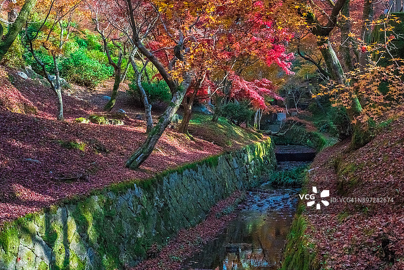 秋天的落叶图片素材