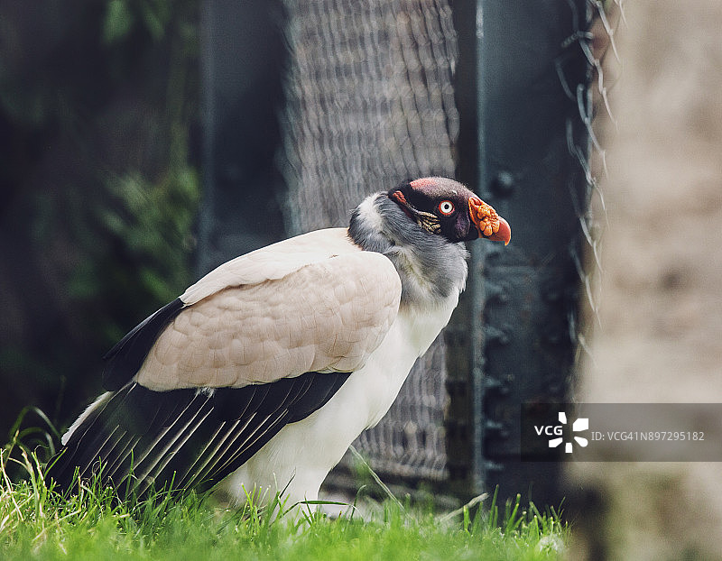 国王秃鹫图片素材