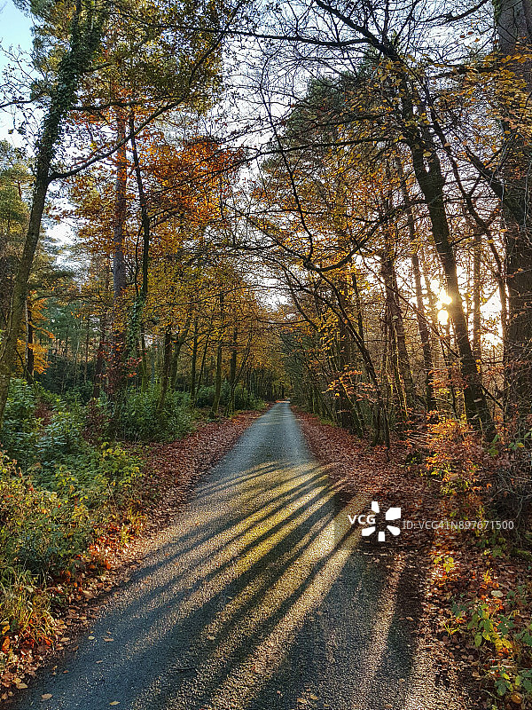 秋季山毛榉树大道图片素材