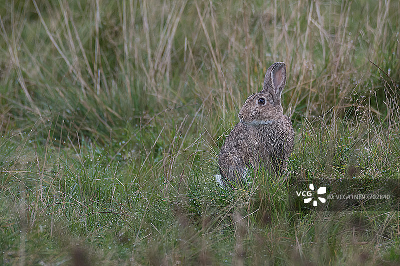 警惕的野兔图片素材