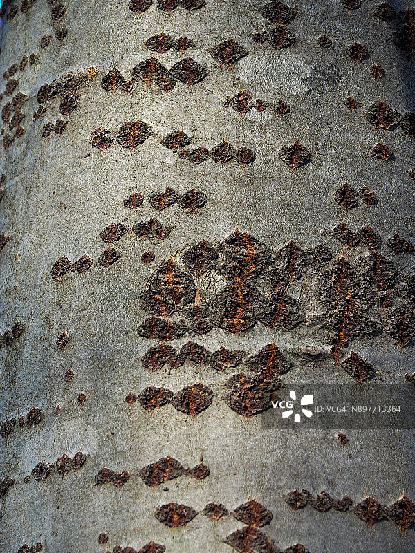 白杨树干上的自然图案图片素材