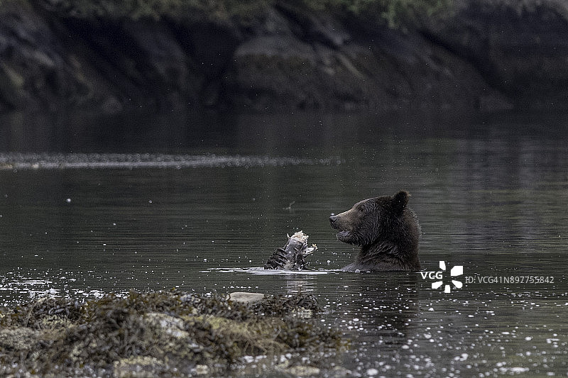 灰熊正在吃鲑鱼图片素材