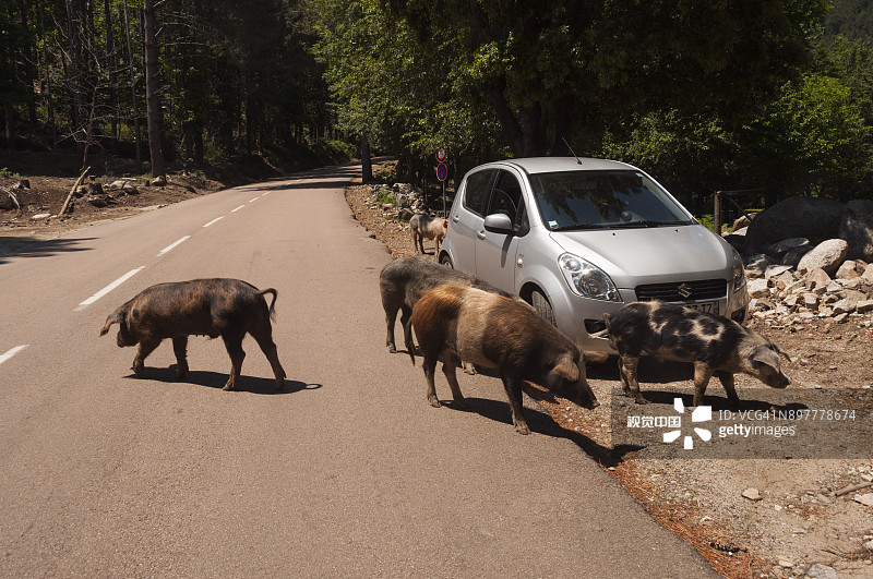 路上的野猪图片素材
