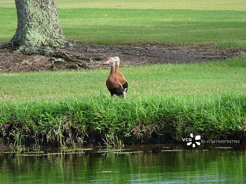草地上的两只鸭子图片素材