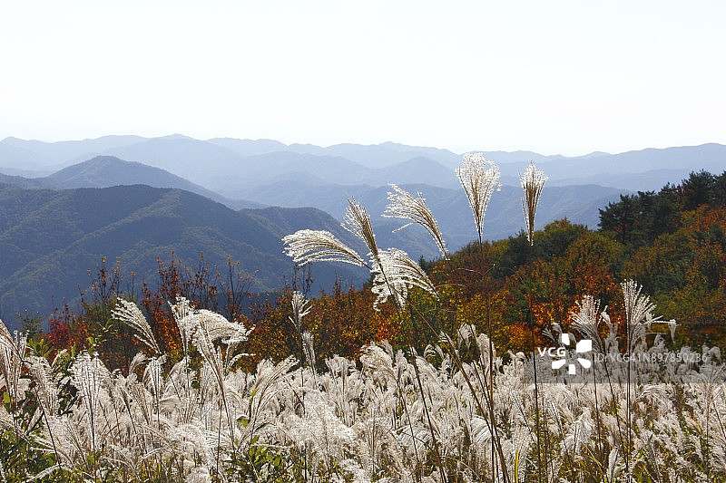 芒和山脉图片素材