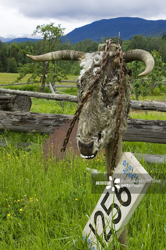 奶牛头部特写图片素材