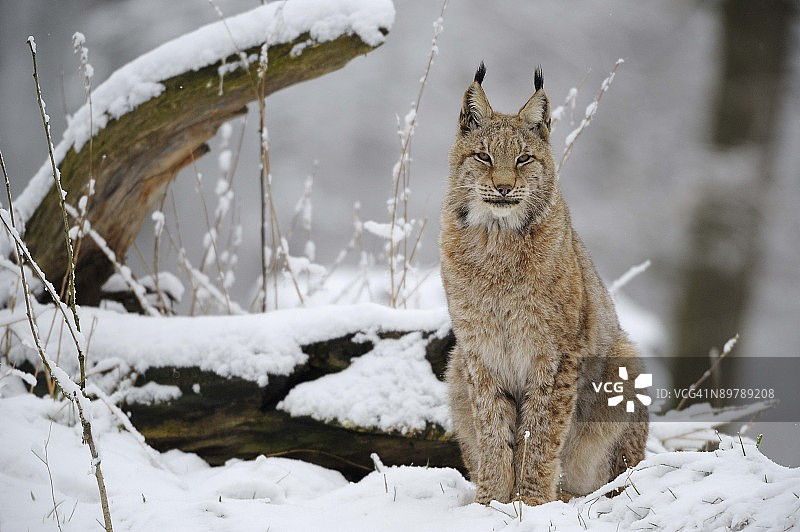冬季森林中的欧亚猞猁图片素材