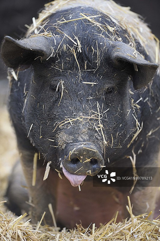 稻草中的小猪图片素材