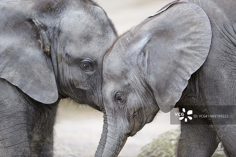 小象面对面图片素材