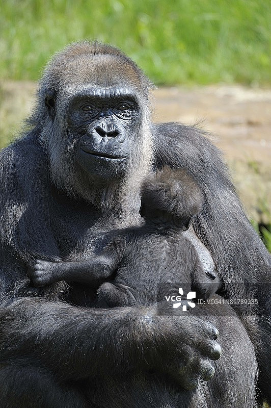抱着幼崽的雌性低地大猩猩图片素材