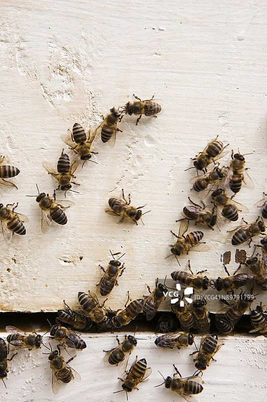 蜜蜂特写图片素材