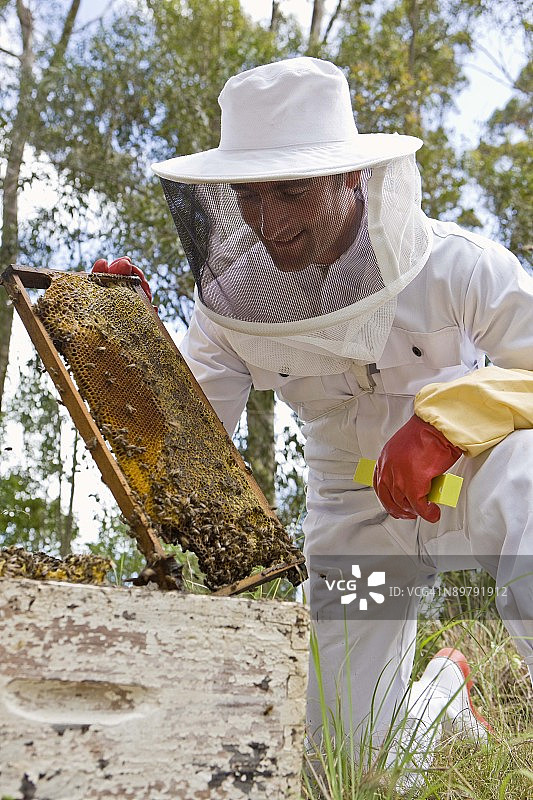手持蜂窝的男人图片素材