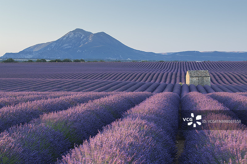 法国普罗旺斯薰衣草田间的乡村谷仓图片素材