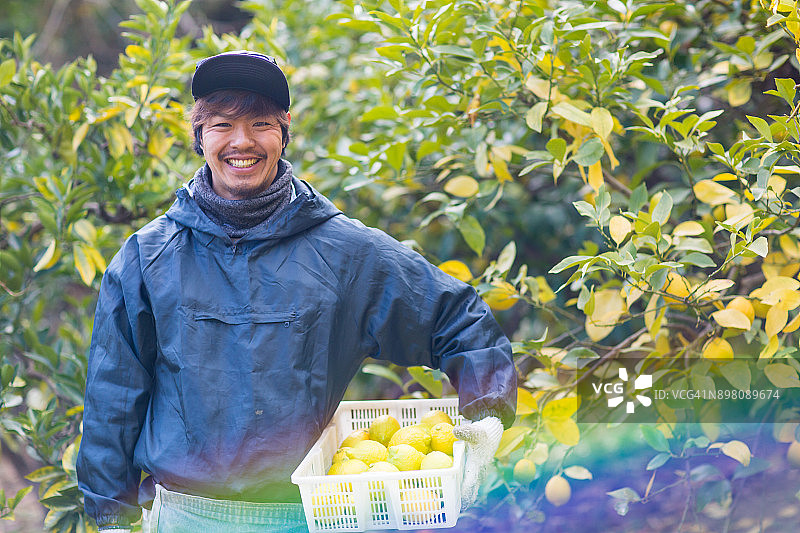 小型农场主在柑橘园收获柠檬图片素材