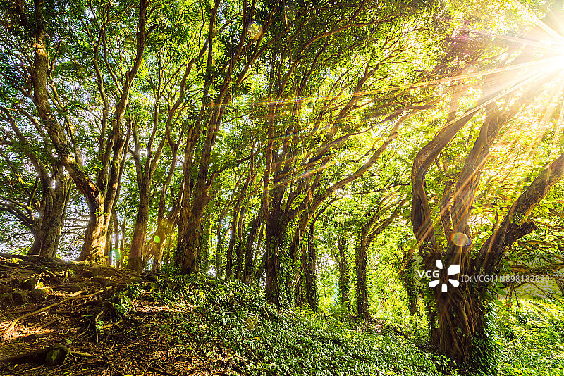 希洛榕树#4图片素材