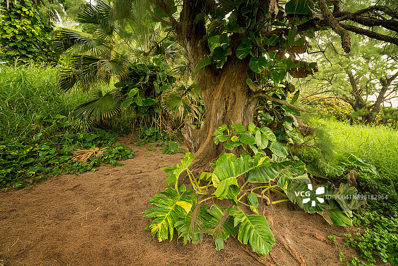 红沙滩徒步树木图片素材