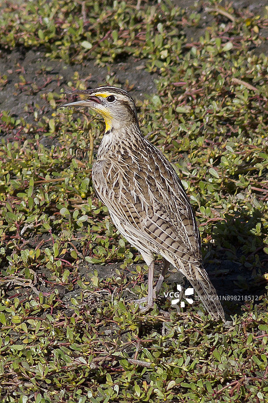 西部草地鹨鸣叫图片素材
