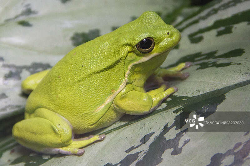 美洲绿树蛙图片素材