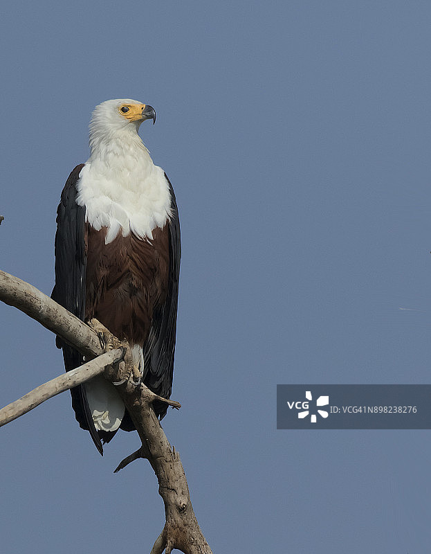 非洲鸬鹰图片素材