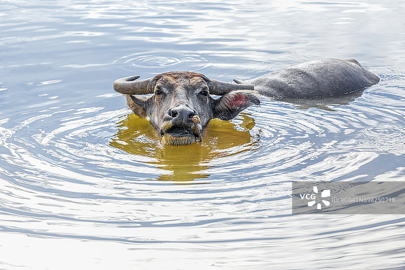 广平省的水牛（越南）图片素材