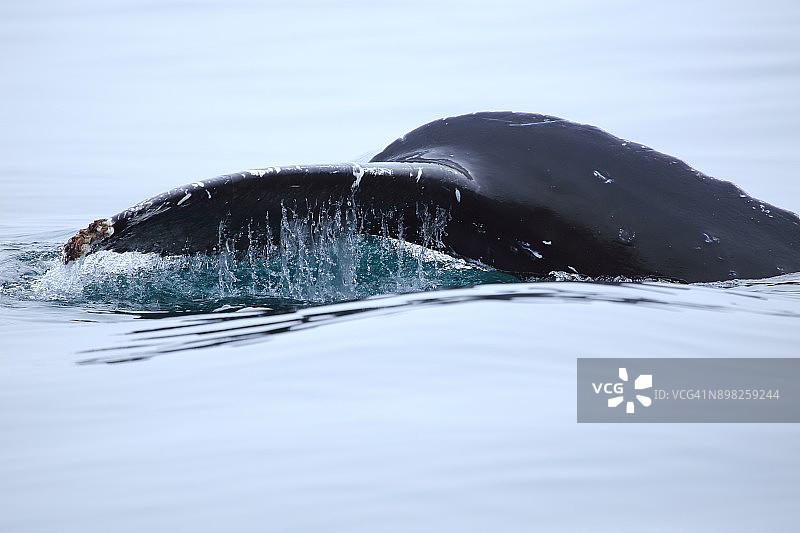 座头鲸图片素材