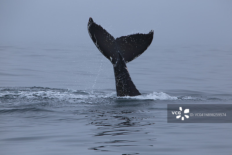 座头鲸图片素材
