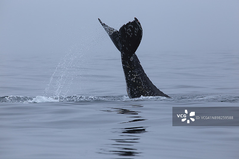 座头鲸图片素材