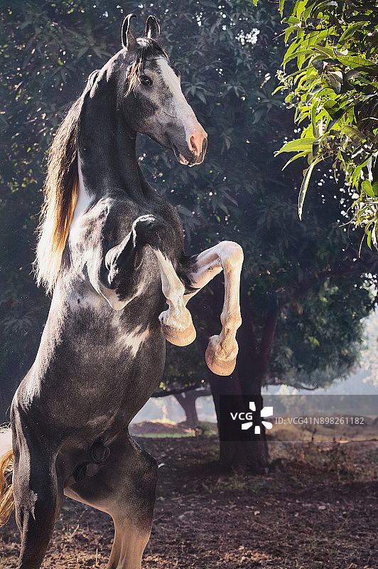 花斑马瓦里种马，印度图片素材