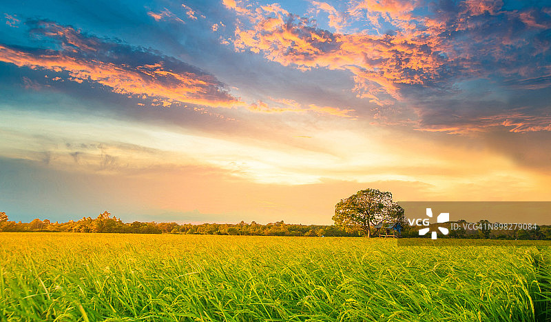 全景自然景观的绿色田野与水稻图片素材