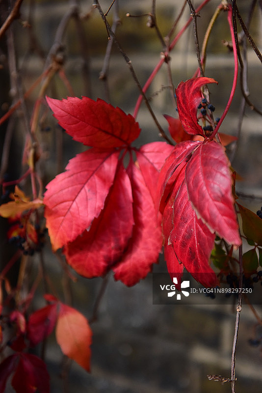 石墙上的红叶攀援植物图片素材