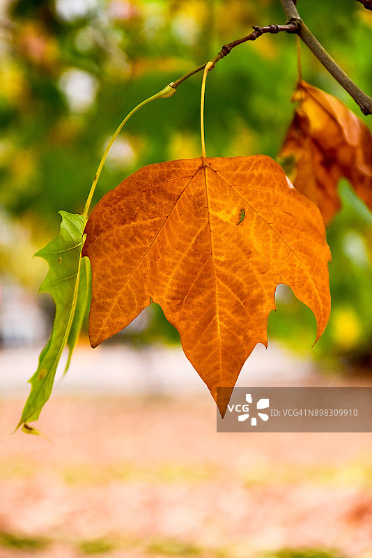 公园里的棕色秋季枫叶图片素材