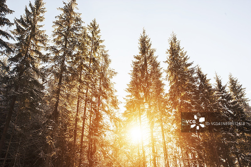 清晨山间美丽的冷杉图片素材