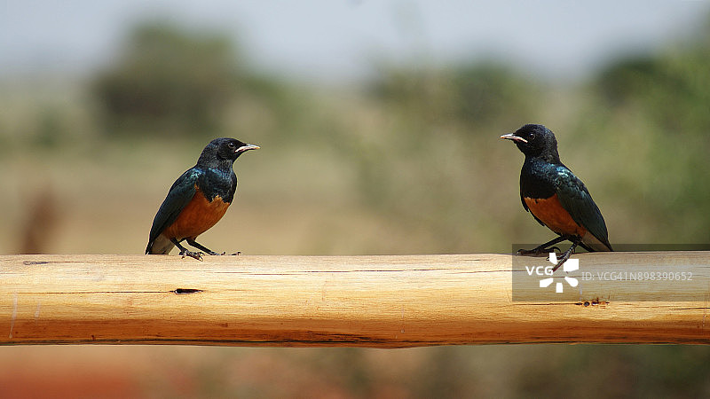 两只幼年丽椋鸟等待妈妈归来图片素材