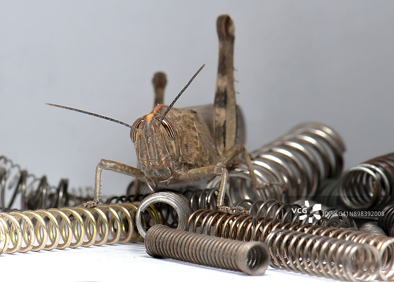 弹簧上的蚱蜢图片素材