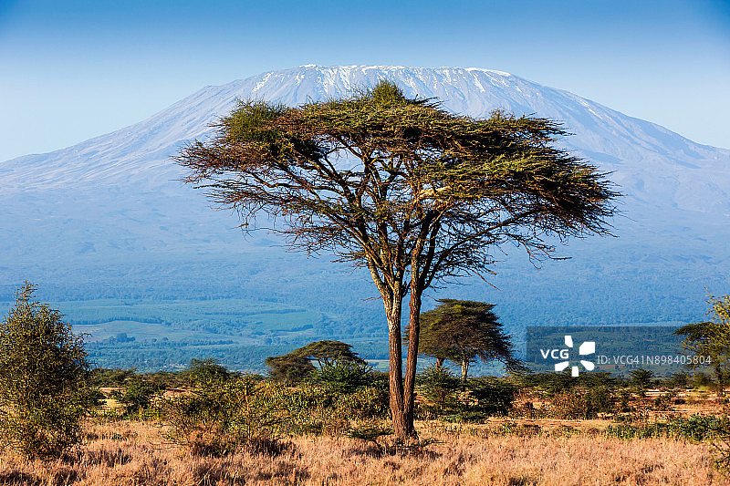 乞力马扎罗山和金合欢树的晨曦图片素材