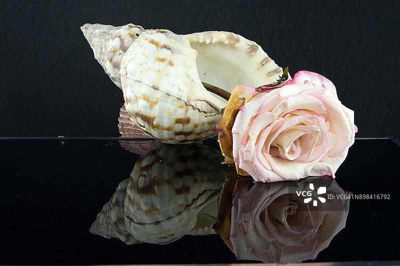 屏幕上的玫瑰倒影图片素材